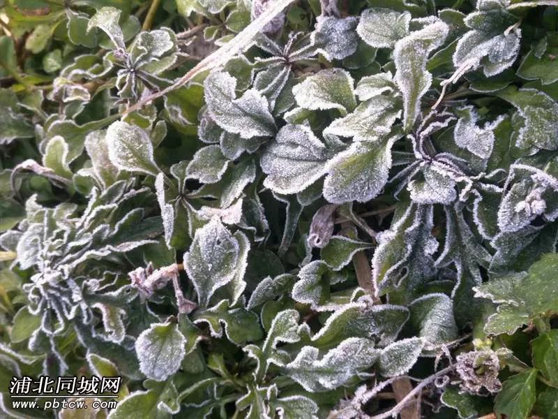 霜花地在线，数字时代的美丽与机遇探索