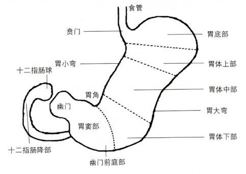 胃癌晚期最新治疗方案的研究与应用进展